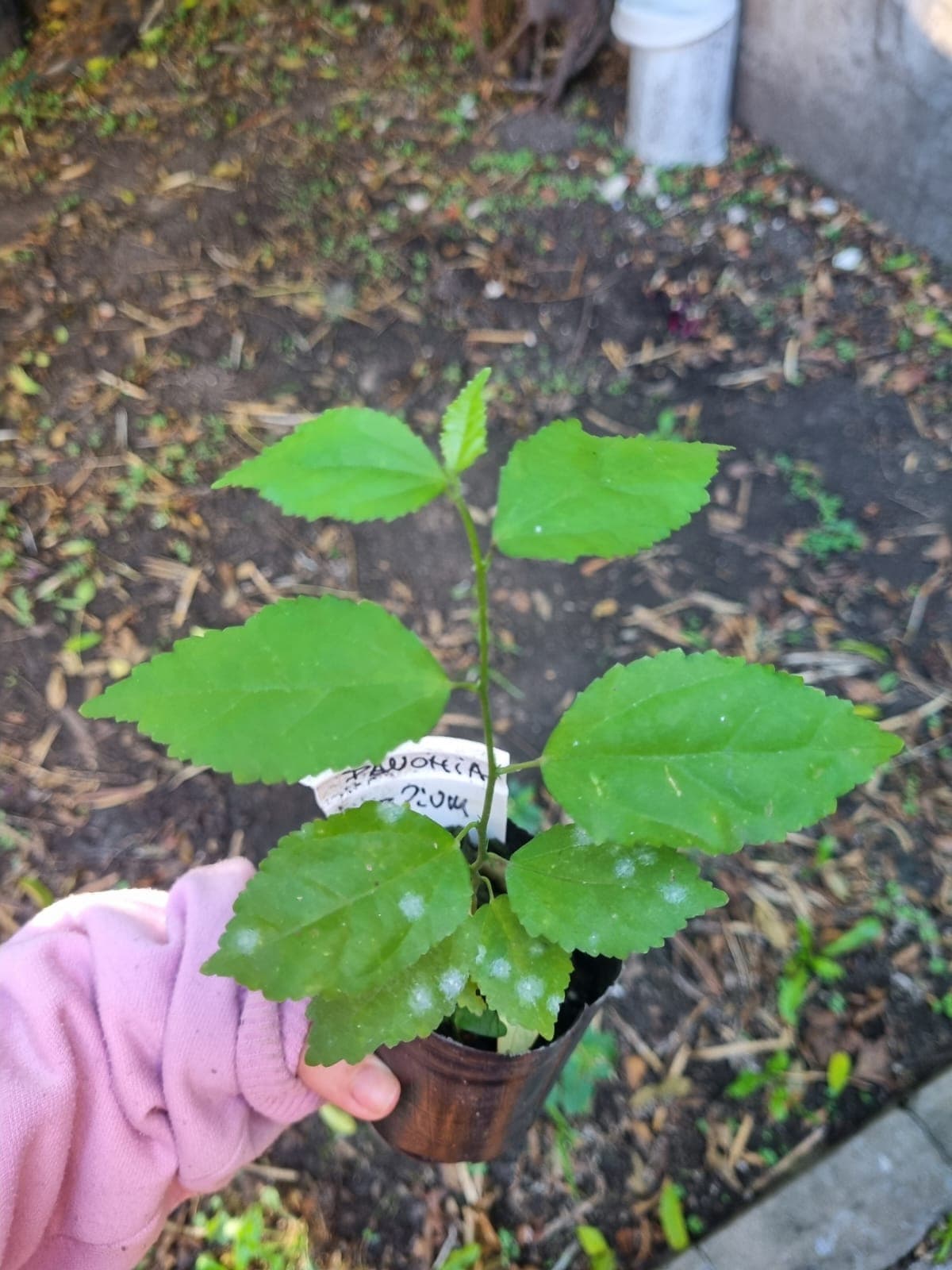 Restauración de flora nativa de la ecorregión pampeana